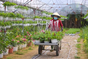 Thủ phủ hoa lớn nhất Đà Nẵng tất bật ngày giáp Tết