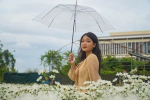 Giới trẻ Đà Nẵng thích thú check-in tại vườn cúc họa mi trái mùa