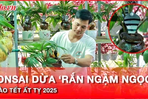 Video: Gặp nghệ nhân tạo hình bonsai dừa 'rắn ngậm ngọc' phục vụ Tết Ất Tỵ 2025