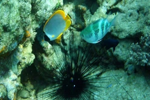 Vụ nhận chìm: 'Phải lấy môi trường là trên hết...'