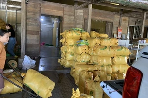 Dẻo thơm nếp quýt Đạ Tẻh