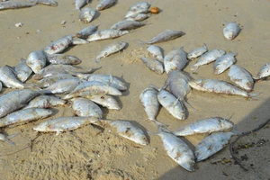 Cá chết trắng bờ: Không có hiện tượng nước xả thải ra biển