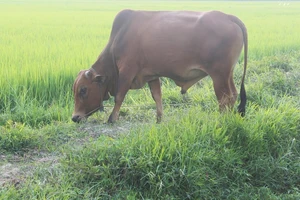 Xét nghiệm ADN… cho bò để tìm chủ