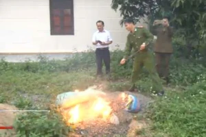 Tiêu hủy đốt 350 kg hạt hướng dương Trung Quốc