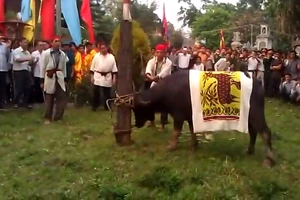 Vẫn thực hiện nghi thức chém trâu tại lễ hội đền Chín Gian