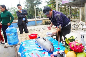 Du khách phát hiện cá voi chết dạt vào bờ biển Cửa Lò