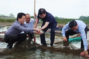 Cá chết ở miền Trung: Xử lý nghiêm nếu xả thải gây độc 