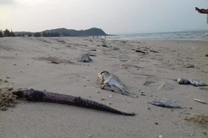 Người cung cấp thông tin đường ống thải ngầm Formosa không mất tích