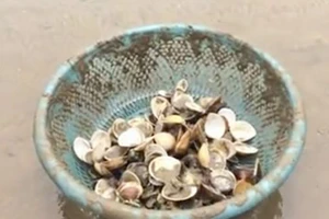 Người dân khóc ròng vì gần trăm tấn nghêu biển chết