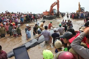 Chùm ảnh: 7 giờ miệt mài giải cứu cá voi 15 tấn 