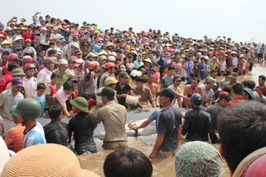 Phát hiện xác con cá voi khoảng 10 tấn trên biển