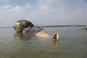 Người dân rưng rưng chờ đưa xác cá voi lên bờ