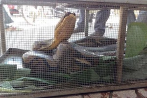 Đưa con trăn dài 4 m mà dân vái lạy ra Hà Nội chữa trị vết thương 