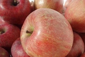 Rau cải và táo Trung Quốc nhập về Nghệ An dương tính với thuốc bảo quản