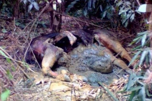 Nghi bò tót nặng khoảng 1 tấn chết thối trong rừng phòng hộ