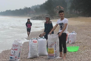 Chưa có kết quả phân tích sò lông dạt vào biển Hà Tĩnh