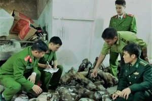 Làm thịt hơn 45 con khỉ và chồn để... bán tết 