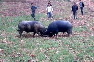 Can trâu húc nhau, người chủ tử vong