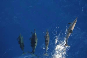 Xem cá heo ở vùng biển Trường Sa bơi theo tàu 