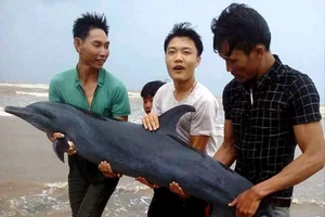 Dân cứu cá heo bị bão số 2 đánh dạt vào bờ