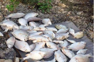 Cá chết bất thường trên sông Hoàng Mai, dân lo lắng