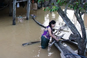 Nghệ An: 600 người đang cứu đê sạt lở