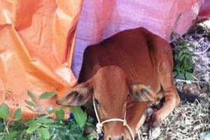 Người nghèo lo lắng khi được trao bò lở mồm long móng