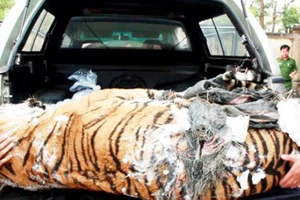 Chuyển 2 xác hổ và sơn dương để nghiên cứu khoa học