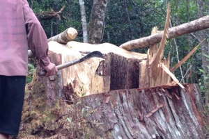 6 người hạ cây pơ mu trong khu bảo tồn bị khởi tố