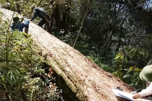 Khởi tố 2 kiểm lâm để chặt phá 189 cây pơ mu quý hiếm