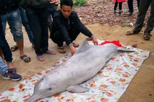 Cá heo, cá ông dạt vào bờ biển Nghệ An
