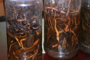 Uống rượu ngâm rễ cây, 3 người chết, 1 người nguy kịch