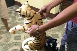 Đưa 2 con hổ ngâm trong dung dịch từ TP.HCM ra Hà Nội