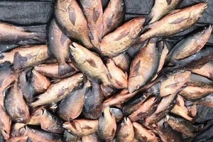 Tìm nguyên nhân hàng trăm kg cá, mực ở Vũng Áng chết 