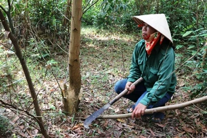 Mở lại phiên xử vợ chồng kêu oan tội hủy hoại rừng 