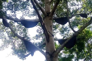 Quyết không bán để bảo vệ hơn 40 tổ ong rừng trong vườn nhà