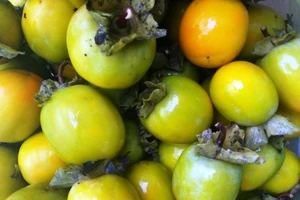 Thiếu nữ 14 tuổi bị tắc ruột vì ăn cả ký hồng ngâm