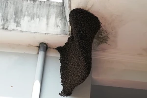 Nhiều người hiếu kỳ với tổ ong mật 'khủng' trong trụ sở huyện 