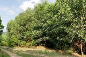 Vụ vợ chồng kêu oan: 'Khoảnh 5a không có rừng tự nhiên'