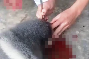 Làm việc với người đăng clip ăn óc khỉ sống gây bất bình