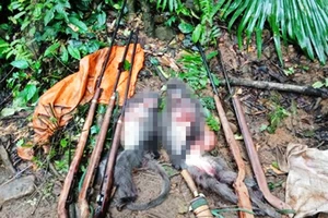 5 người chế tạo súng đi giết voọc dã man trong vườn quốc gia