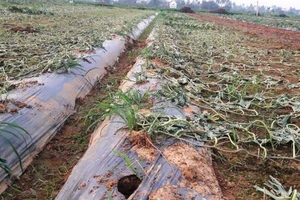 Ngồi khóc giữa đồng vì 5 sào dưa hấu bị kẻ ác phá tan tành