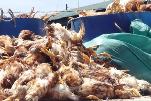 Truy tìm kẻ cắt điện, ném đá khiến 1.200 con gà chết 