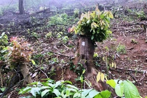 Đốt phá 2.700m2 rừng, 1 công ty bị phạt 40 triệu đồng