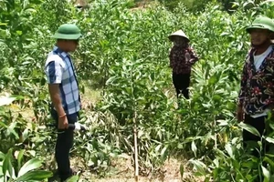 Xác định nghi can chặt hơn 3.100 cây keo của dân