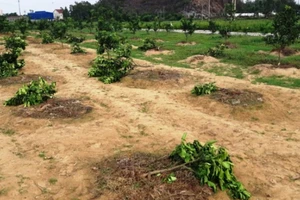 Tạm giữ hai người chặt phá vườn bưởi của chủ tịch xã 