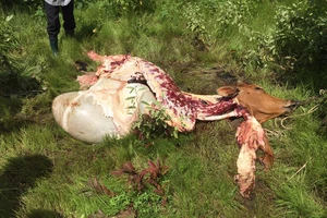 Bốn người làm thịt con bò đi lạc bị khởi tố