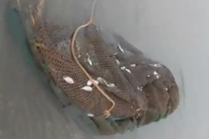 Hàng tấn cá chết bất thường dạt vào 4 km bờ biển Hà Tĩnh