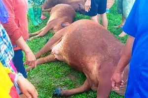 Trời mưa giông, sét đánh chết 6 con bò, 1 người nguy kịch