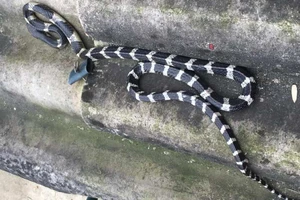 Rắn cạp nong bò lên giường cắn bé trai 22 ngày tuổi tử vong 